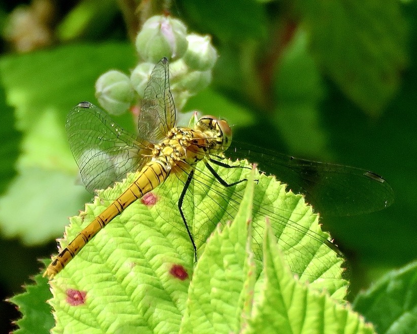 ruddy darter